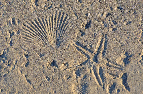 texture concrete ocean shells starfish stgeorgeisland stgeorgeislandstatepark florida