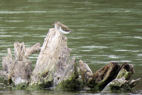 bird actitismacularius sangabrielriver water river stump
