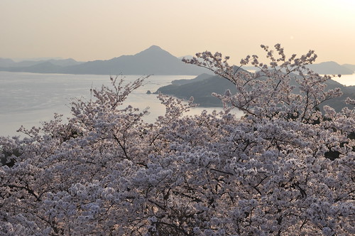 japan setouchi sea island sakura cherryblossom hakatashima
