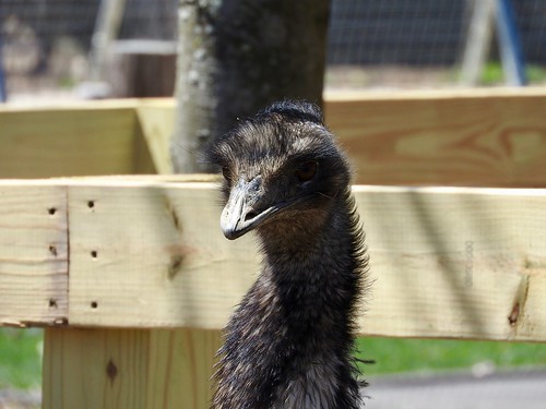 westvirginia preston kingwood zoo hovatters emu
