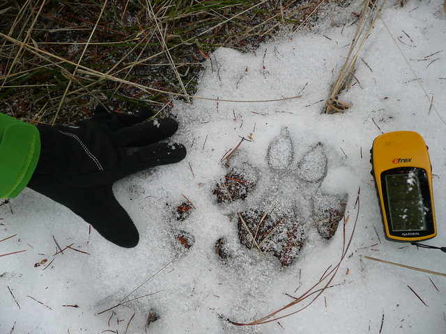 photo of a wolf track, human hand for comparison
