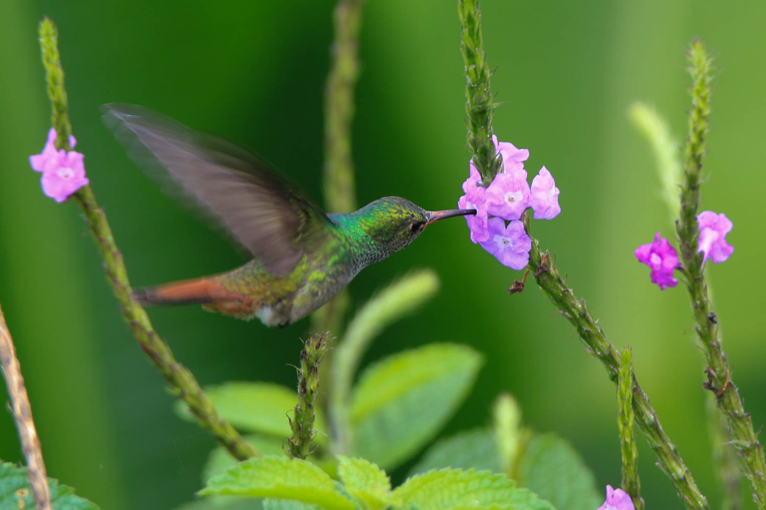 Rufous-Tailed Hummingbird 4