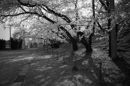 内野の桜 2018 monochrome
