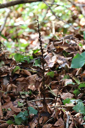 Ivy Broomrape Orobanche hederae
