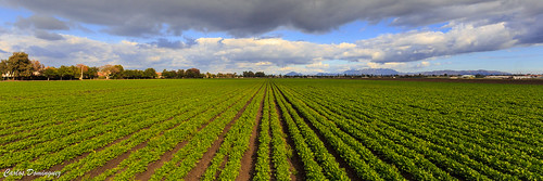 oxnard california unitedstates us field lines crops wide angle wideangle southerncalifornia clouds landscape green rows photography canonef1740mmf4lusm canoneos6d agriculture