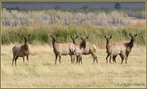 tuleelk elk endemic wildlife bigpine california unitedstates us