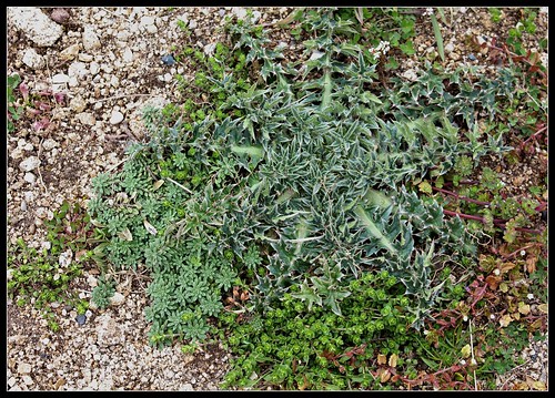 Cirsium, Arenaria serpillyfolia, Gallium saxatile [devinette] 27616537878_382aa04e34