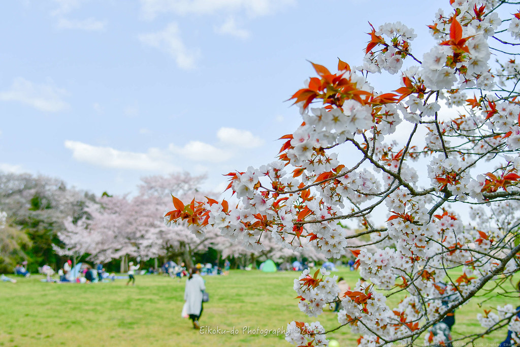 さくらの名所100選のひとつ 泉自然公園の桜 April 18 八五九堂 Blog