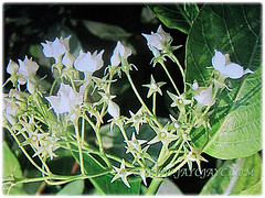 White flowers and buds of Vallaris glabra (Bread Flower, Kerak Nasi and Bunga Kesidang in Malay), March 15 2018