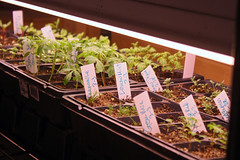 seedlings  IMG_7442