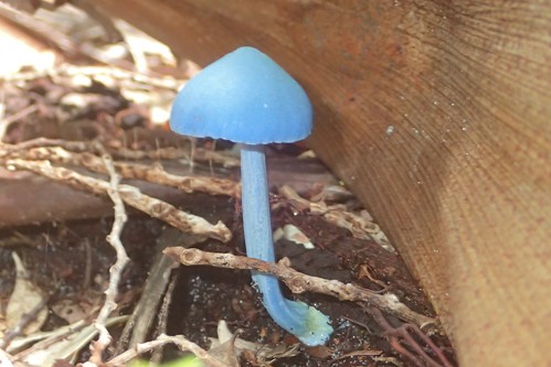 Blue Fungi