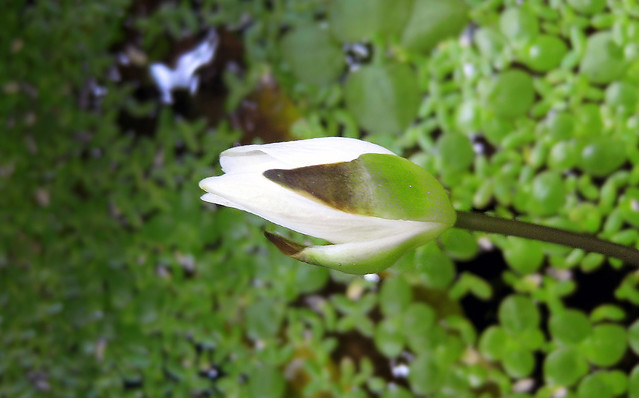ヒツジグサ 未草 睡蓮 水生植物 Nymphaea tetragona Georgi