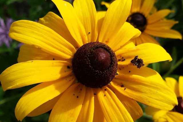 Black-eyed susan with a small brown clump on one of the petals on the right, lots of frass around the center disk.