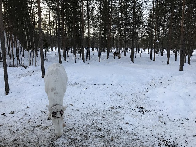 reindeer Rovaniemi  March 19, 2018