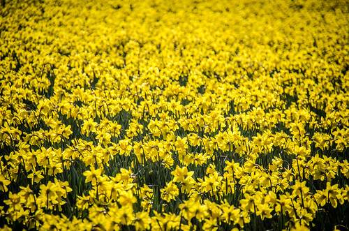 Skagit Daffodils-5