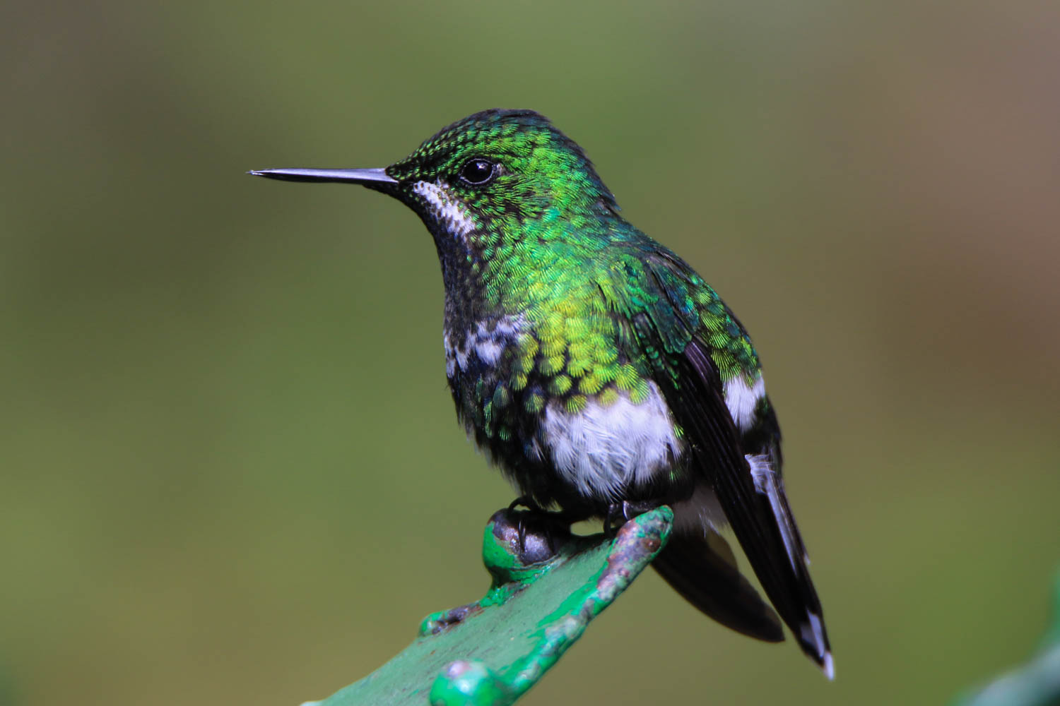 Green Thorntail 1