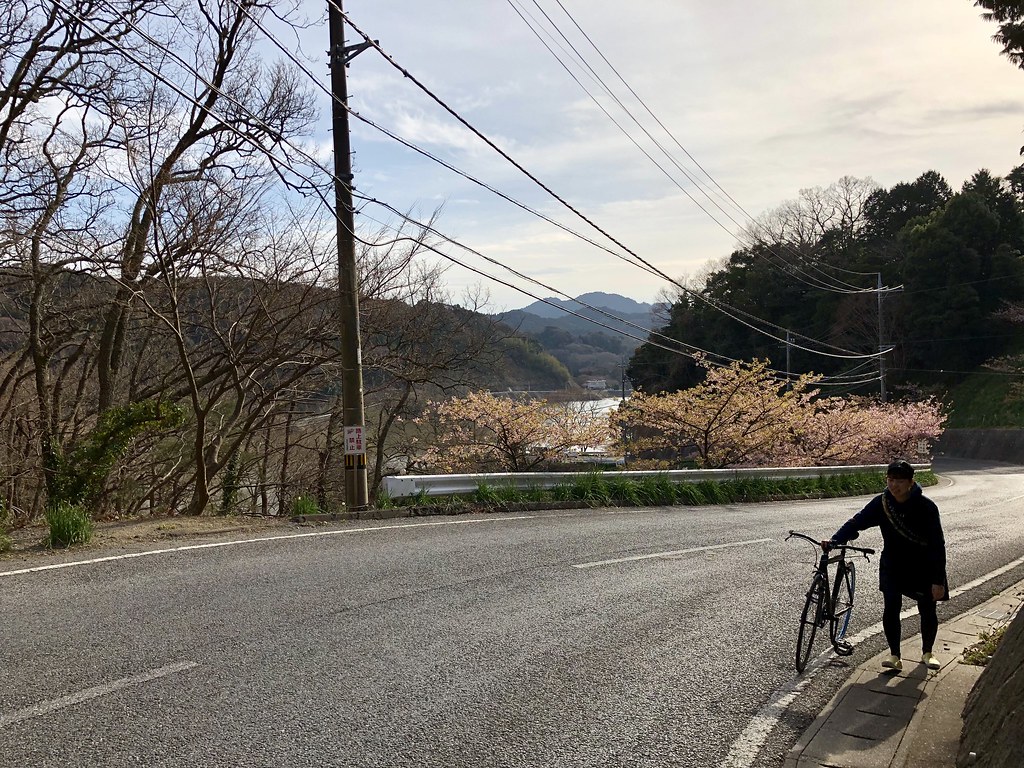 桜見サイクリング