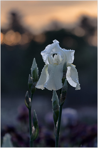 flower 2017 plants presbyirisgarden iris montclair newjersey unitedstates us color colors sunrise white