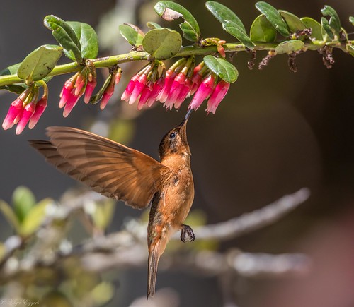 quito pichincha ecuador ec shiningsunbeam sunbeam hummingbird aglaeactiscupripennis aglaeactis nigelje sanjorgeecolodges