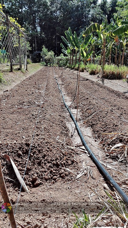ระบบน้ำเพื่อการเกษตรในสวนโสทร