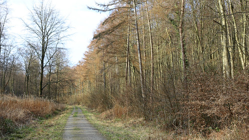 Spring woodand walks in Kent