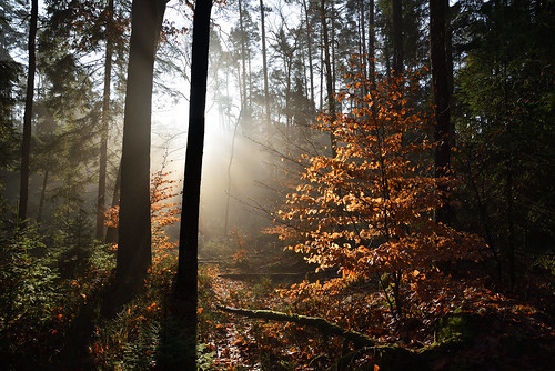 nikon d750 sigma globalvision 24105f4dgoshsma paysage landscape nature forest foréts arbres trees vosgesdunord lumière automne autumn