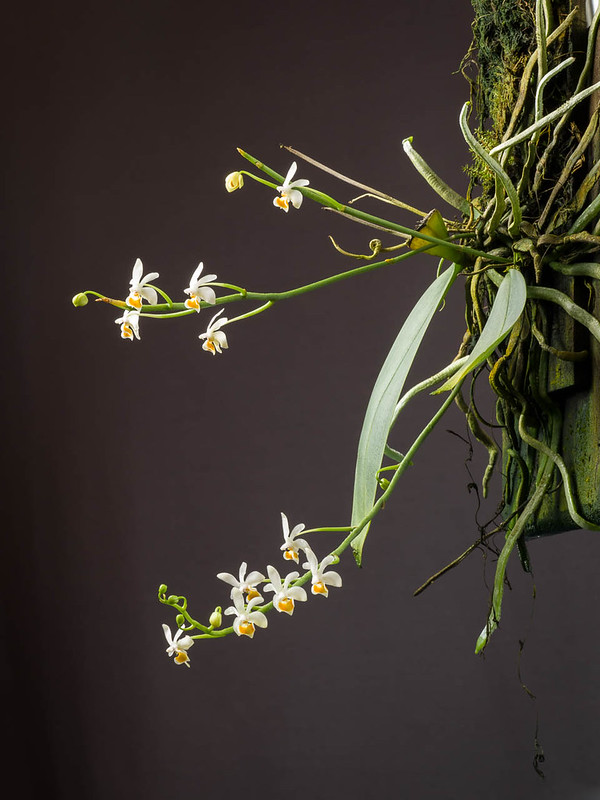 Phalaenopsis malipoensis