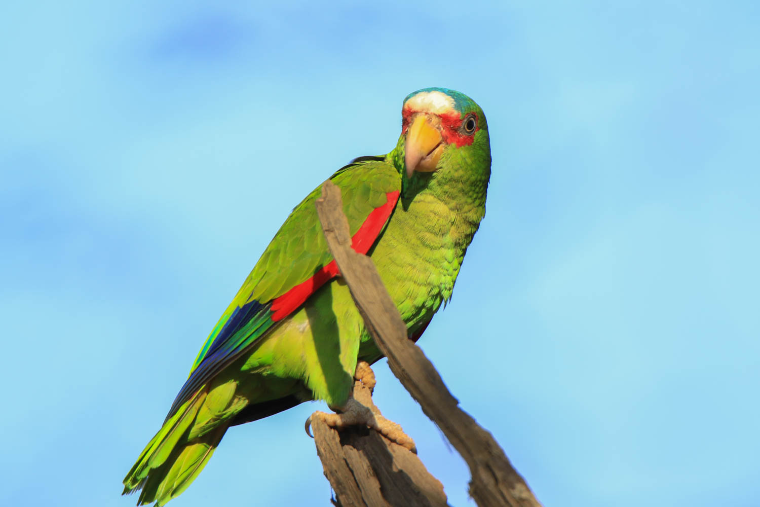 White-Fronted Parrot 1