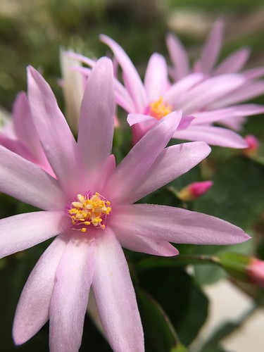 pink Easter cactus