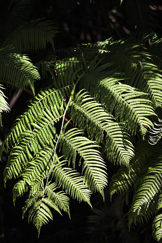 hawaii volcano plants fern ferntree hāpuʻupulu hāpuʻu cibotiumglaucum rainforest endemic wyojones np