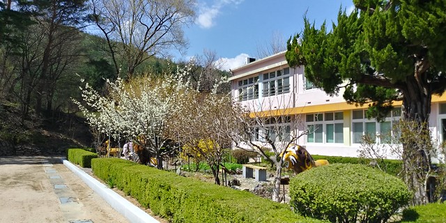 화북초등학교 봄날풍경