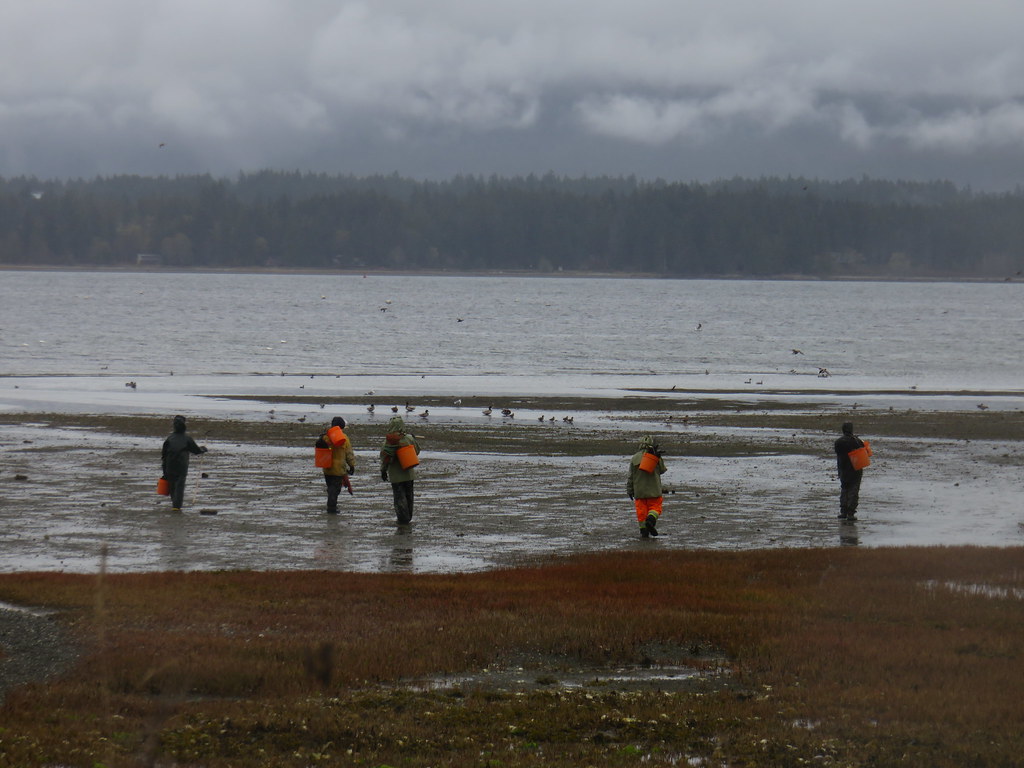 Looking for Clams on a rainy day.