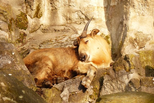 The new young Sichuan Takin