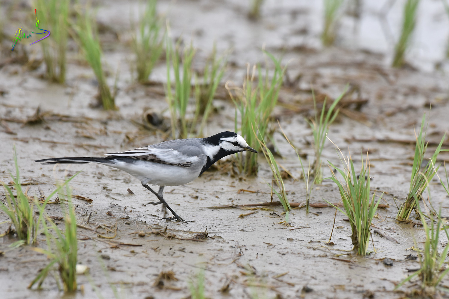 White_Wagtail_1242