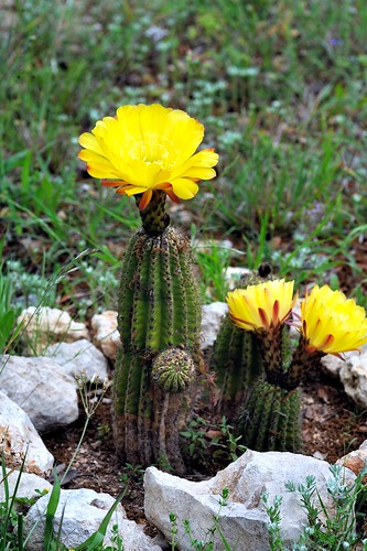 pipecreek texas usa 081 cactus cactusflowers nikonafnikkor180mmf28difedlens bwfpro72mmuvhaze1xfilter nikond3 nikon abigfave