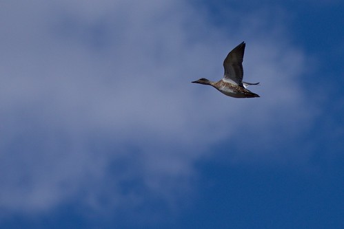 colorado us moffat bird flight duck female wings sky blue negativespace