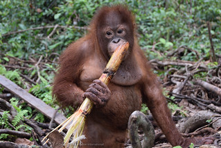 Santa Claus orangutan wildlife rescue conservation deforestation palm oil Indonesia Orangutan Foundation International