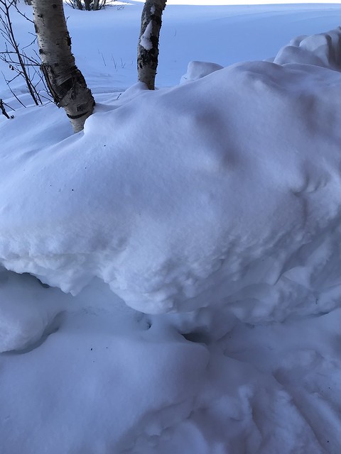 snow,  tree