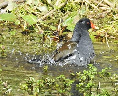 Bathtime Splash - Moorhen at Clara Vale Ponds