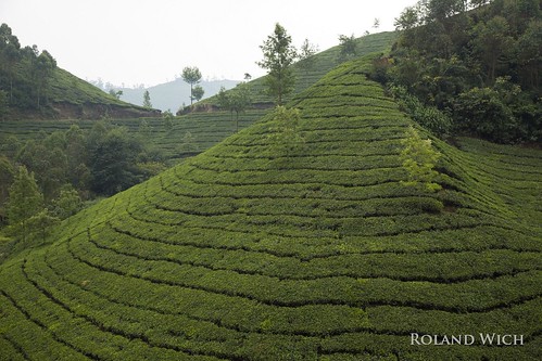 south india indien southern kerala munnar tea plantation plantations