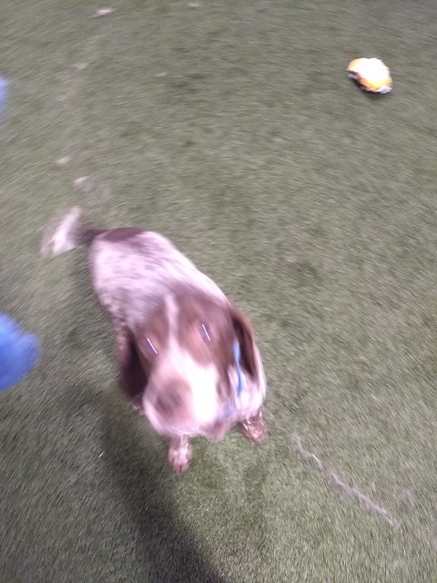 03/21/18 Squeaky Toy Play :)