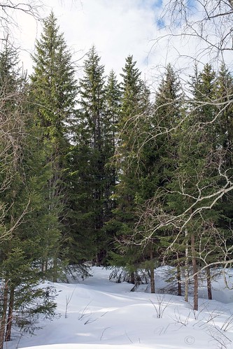 dsc4051 sweden sverige västernorrland ångermanland väja grannskap neighborhood latn62°5818lone17°427 birch björk gran spruce wintermidday eftermiddag snow snö woods forest skog atranswe