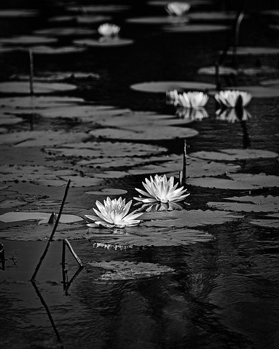 bw blackwhite blackandwhite flower monochrome park pond sheldonlake sheldonlakestatepark statepark waterlilies houston texas unitedstates us