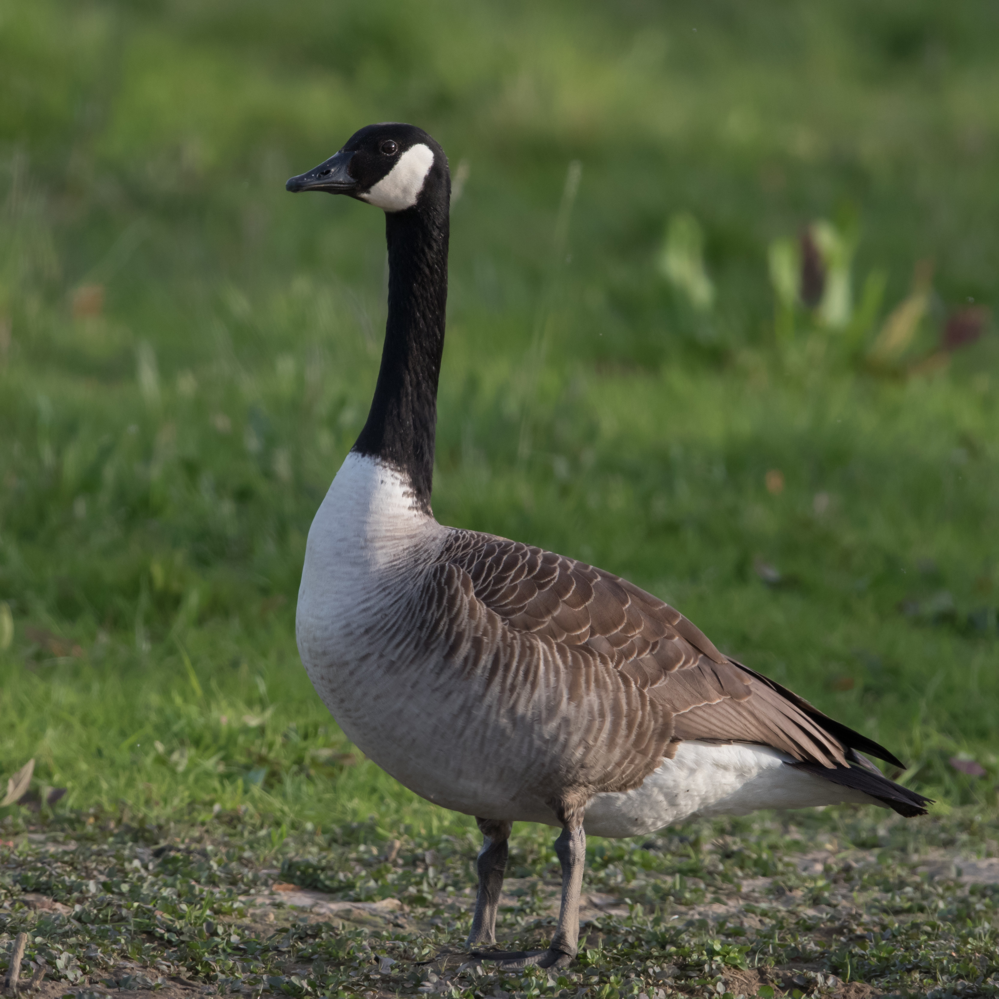 Canada goose (Branta canadensis). Photo taken by Andreas Trepte on May 11, 2015.