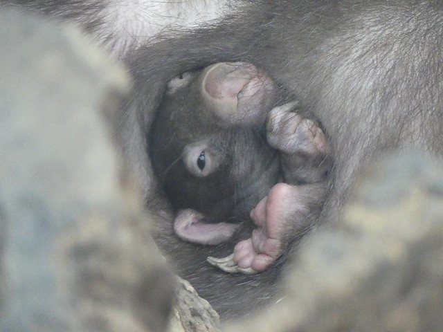 Babywombat, Zoo Duisburg