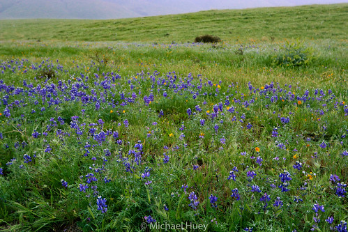 2018 spring californiapoppy flowers purple flower orange arvin california bearmountainblvd wildflowers kerncounty green bloom ca223 lupine poppy field pasture