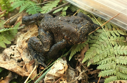 The No-Face Toad