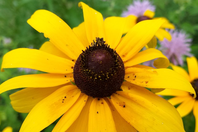 Angled view of a flower, with a small brown clump on the opposite side of the center disk.