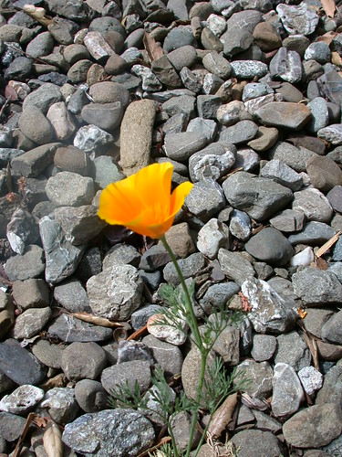 california state flower