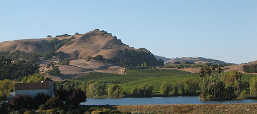 california vineyard view wine country winery napa winecountry domainecarneros